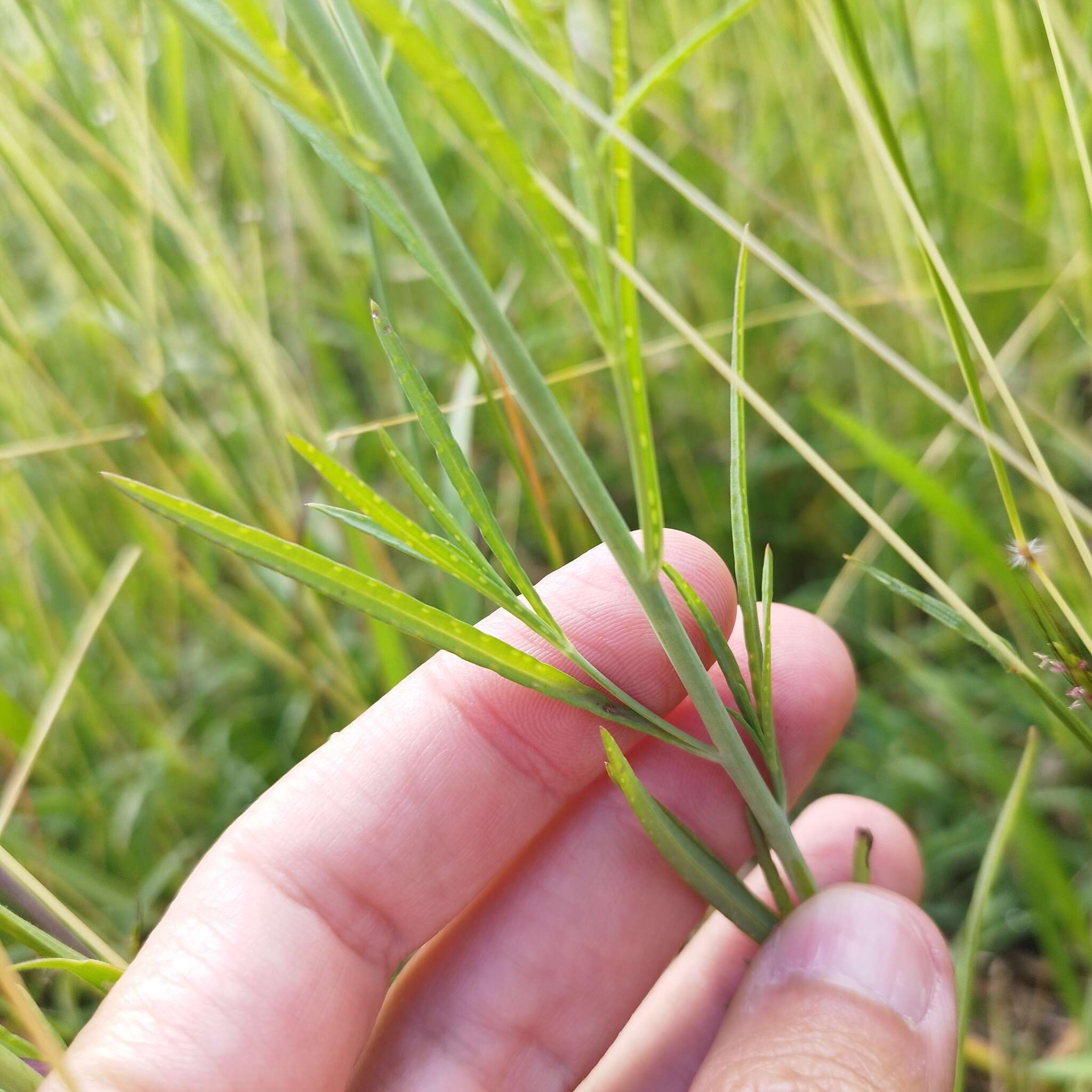 Image of Porophyllum coloratum (Kunth) DC.