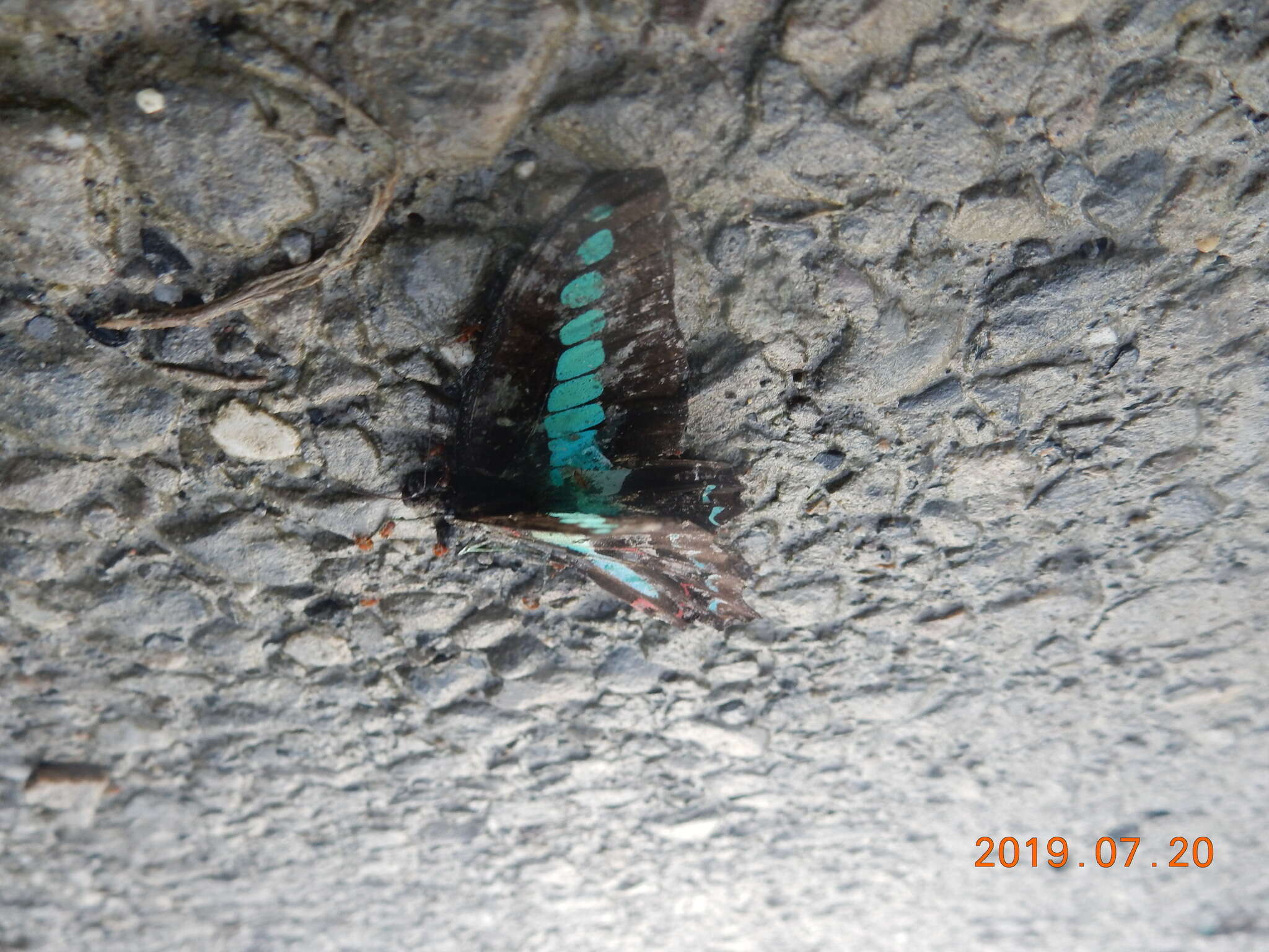 Image of <i>Graphium sarpedon connectens</i>