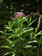 Sivun Asclepias incarnata subsp. incarnata kuva