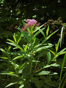 Sivun Asclepias incarnata subsp. incarnata kuva