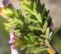 Image of Acmadenia rupicola I. Williams