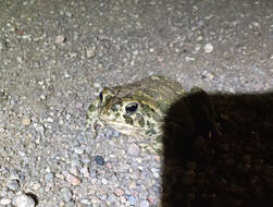 Image of Great Plains Toad