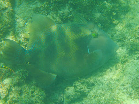 Image of Finescale Triggerfish