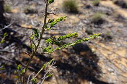 Imagem de Acacia acanthoclada subsp. acanthoclada