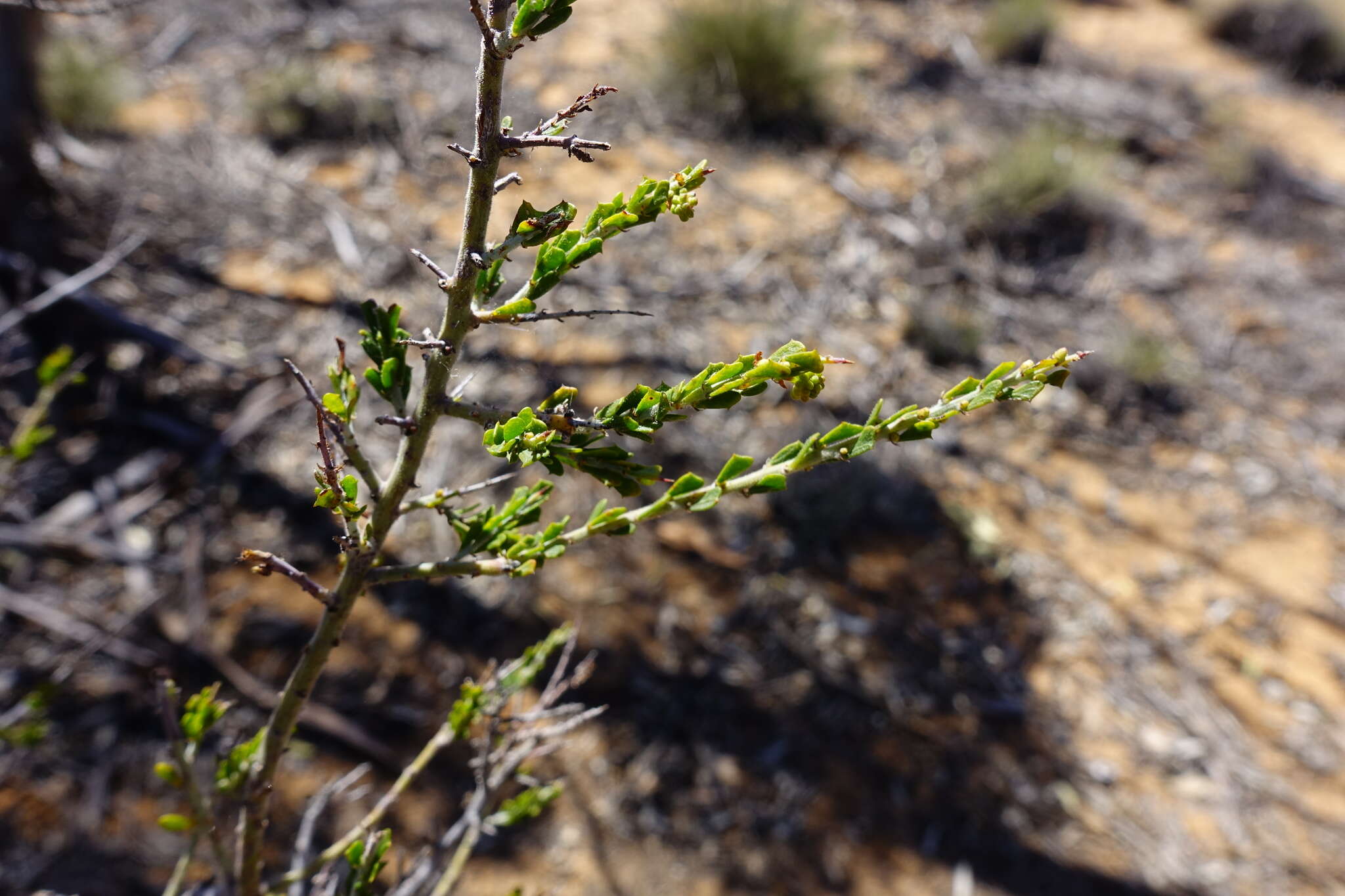 Imagem de Acacia acanthoclada subsp. acanthoclada