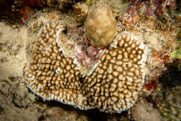 Image of pore coral