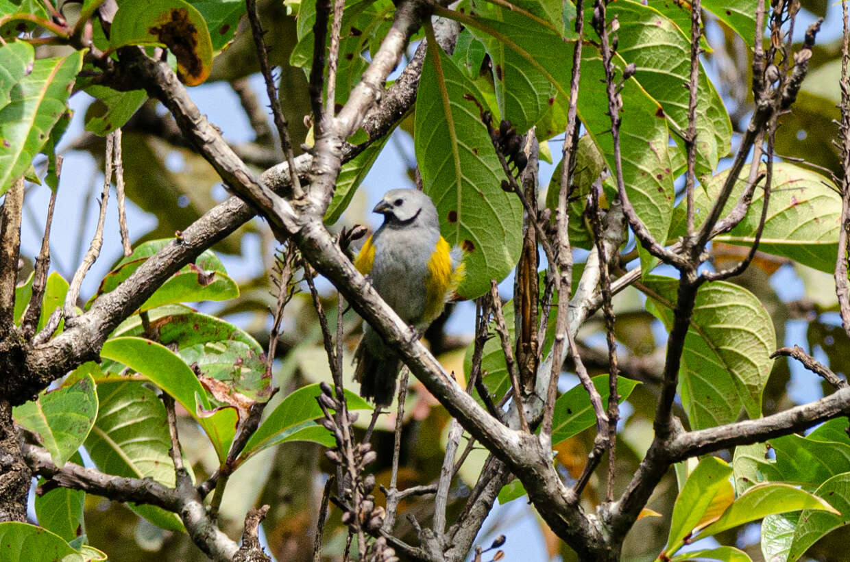 Image of Grey-headed Oliveback