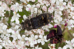 Image of Acmaeoderella flavofasciata (Piller & Mitterpacher 1783)