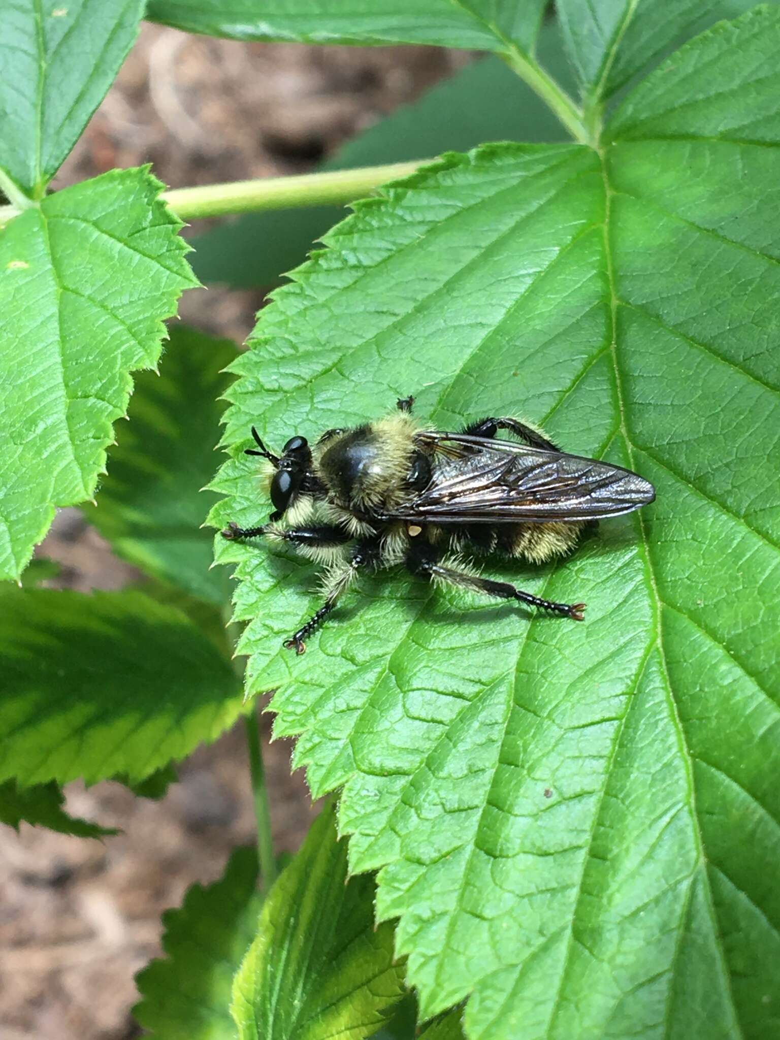 صورة Laphria columbica Walker 1866