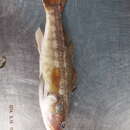 Image of Greater sand perch