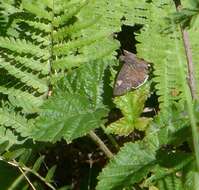 Image of Funereal Duskywing