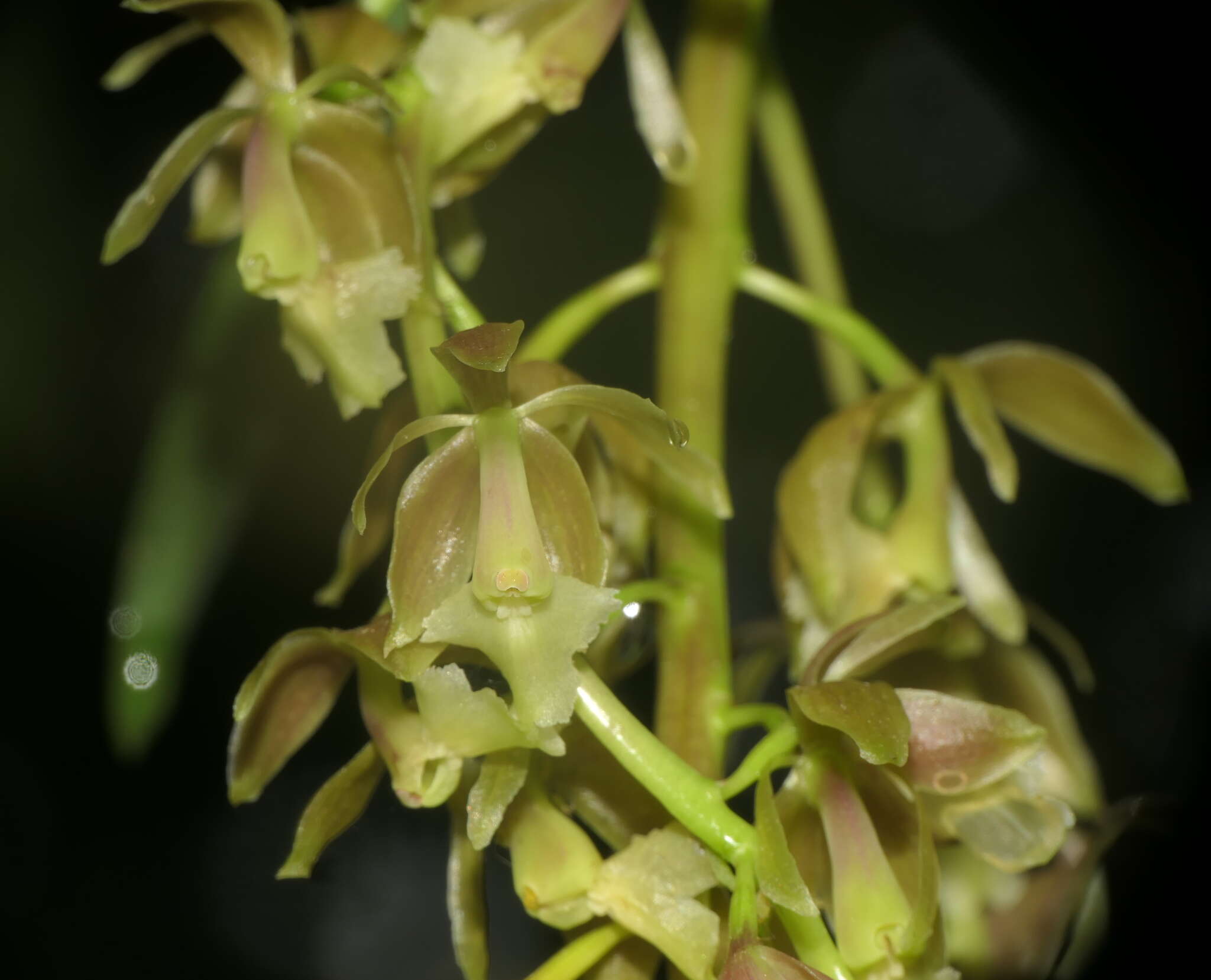 Image of Epidendrum baezense Hágsater & Dodson