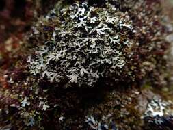 Image of Blue Ridge shield lichen