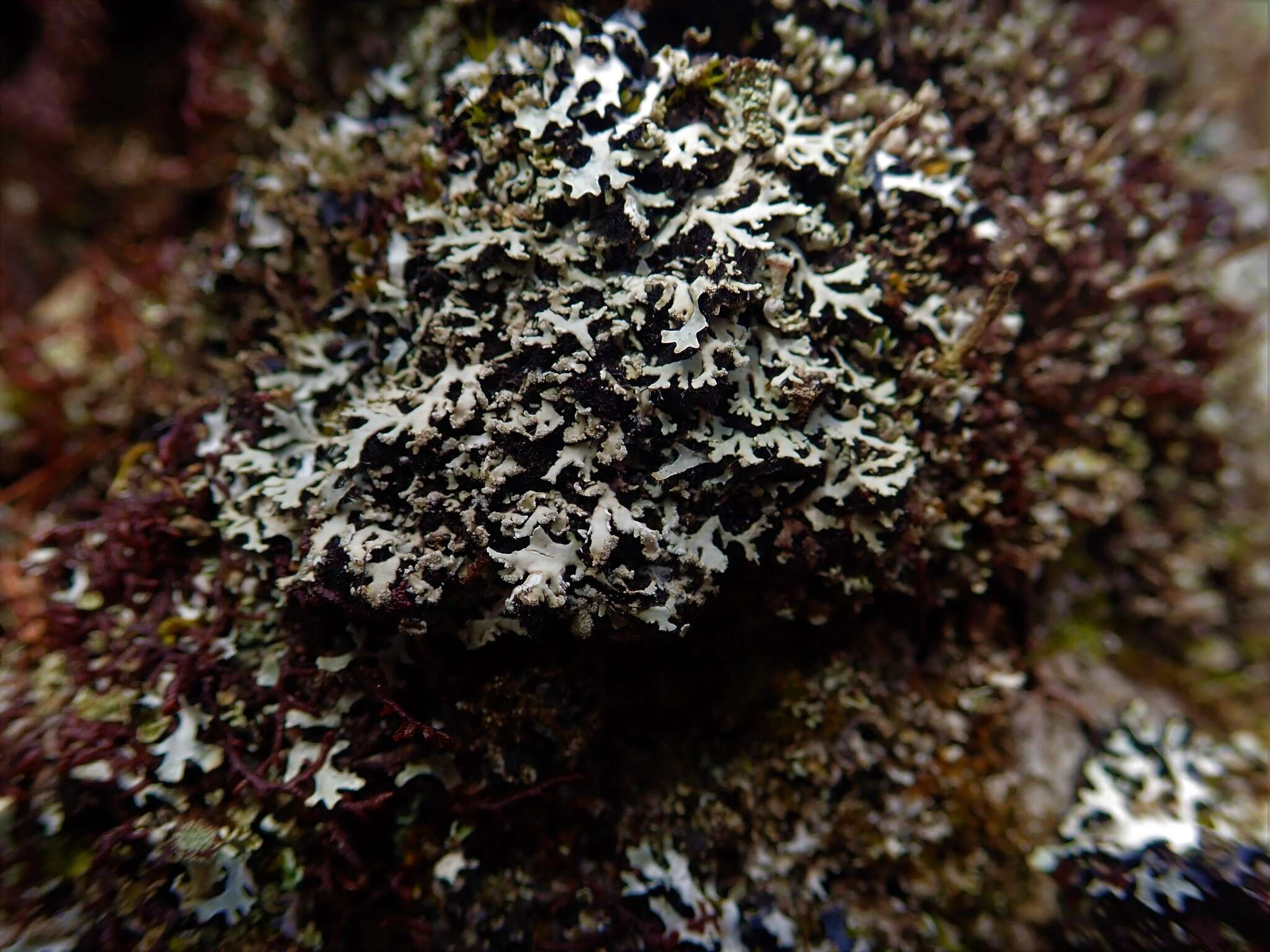 Image of Blue Ridge shield lichen