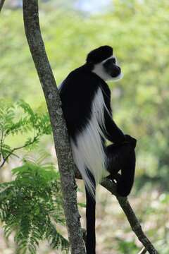 Image of Colobus guereza occidentalis (de Rochebrune 1887)