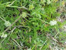 Image of knotted hedgeparsley