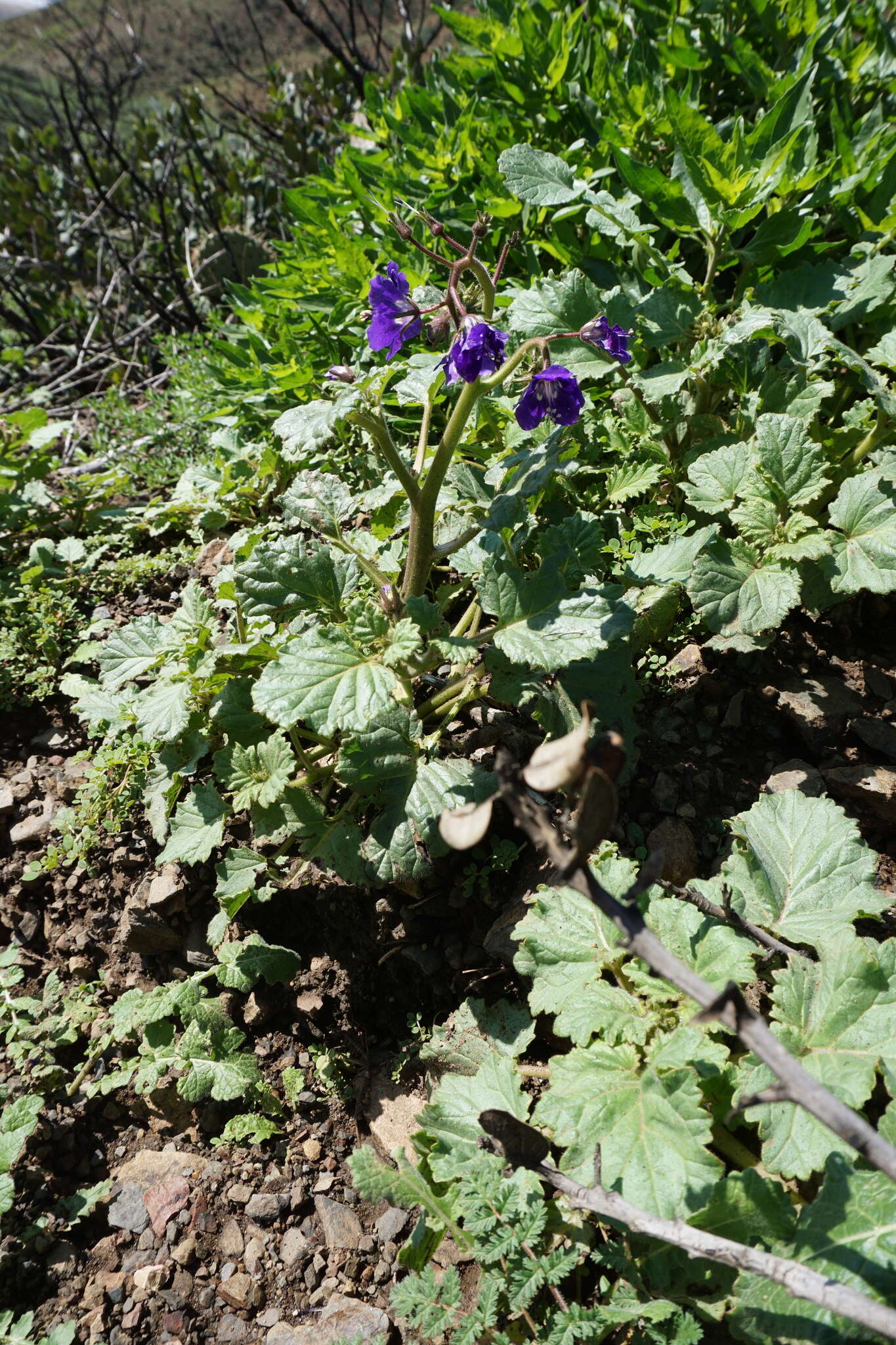 Image of Parry's phacelia