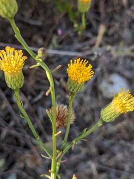 صورة Erigeron reductus var. angustatus (A. Gray) G. L. Nesom