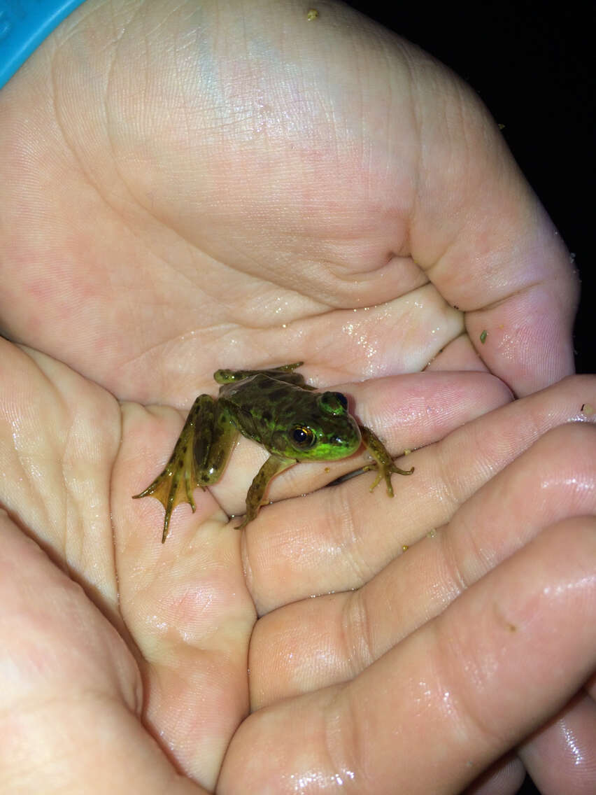 Image of Mink Frog