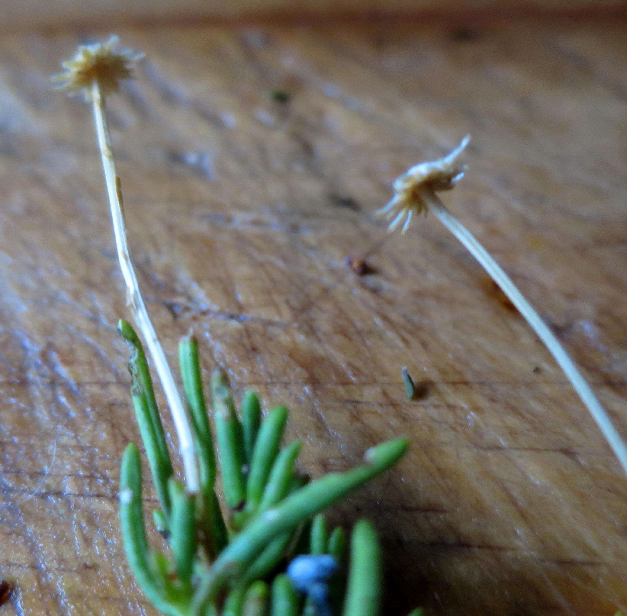 Image of Felicia filifolia subsp. schlechteri (Compton) Grau