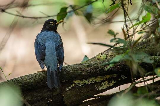 Plancia ëd Turdus flavipes Vieillot 1818