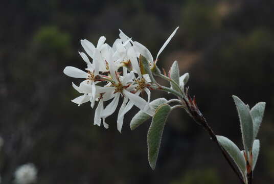 Image of Snowy Mespilus