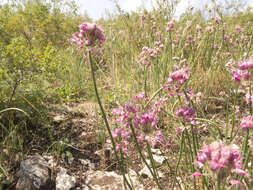 Image of Allium cretaceum N. Friesen & Seregin