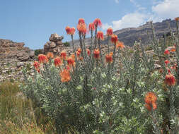 Image of Rocket pincushion