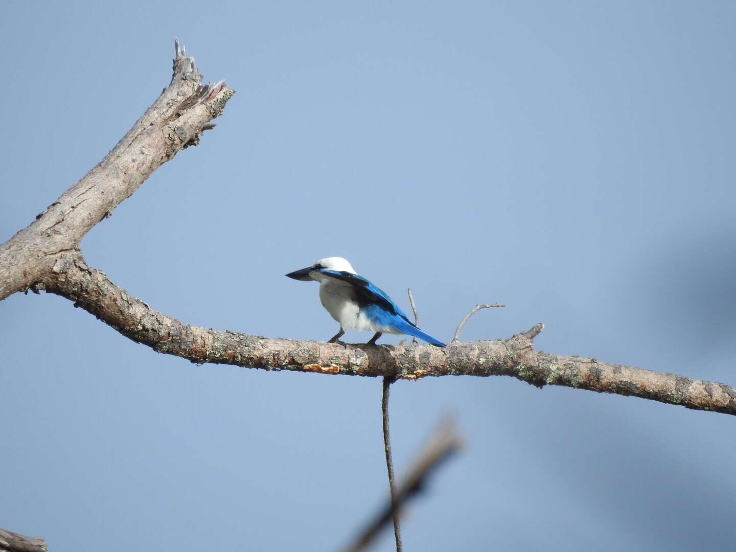 Image of Beach Kingfisher