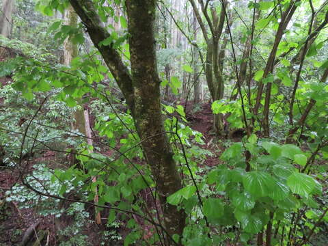 Image of Euptelea polyandra Siebold & Zucc.