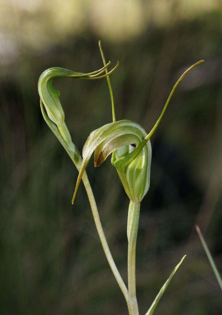 Image of Summer greenhood