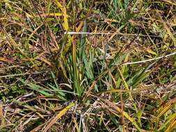 Imagem de Deschampsia atropurpurea (Wahlenb.) Scheele