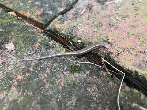 Image of Common Dwarf Skink