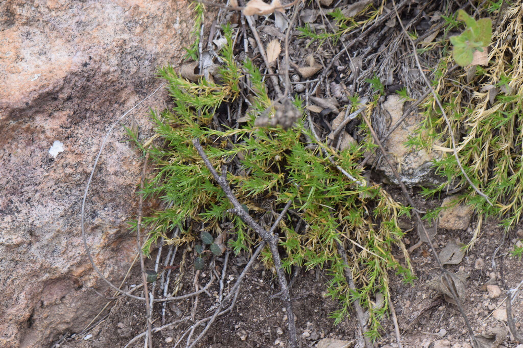 Image of Arenaria lycopodioides Willd. ex Schltdl.