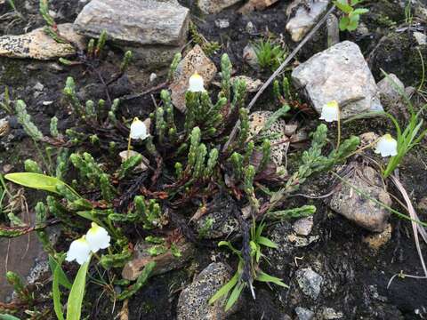 Image of white arctic mountain heather