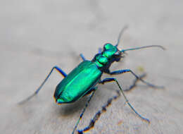 Image of Six Spotted Tiger Beetle