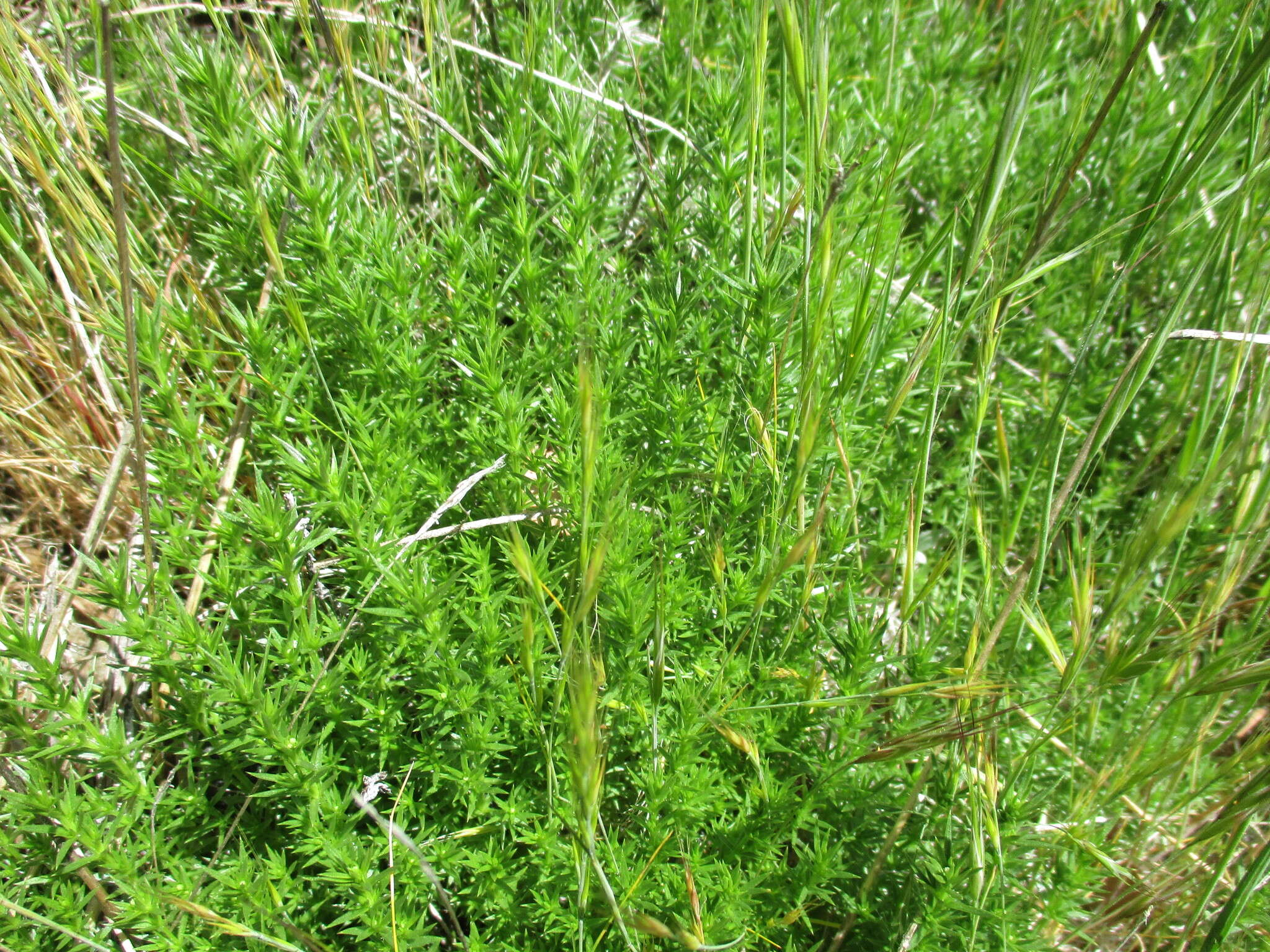 Plancia ëd Galium andrewsii subsp. gatense (Dempster) Dempster & Stebbins