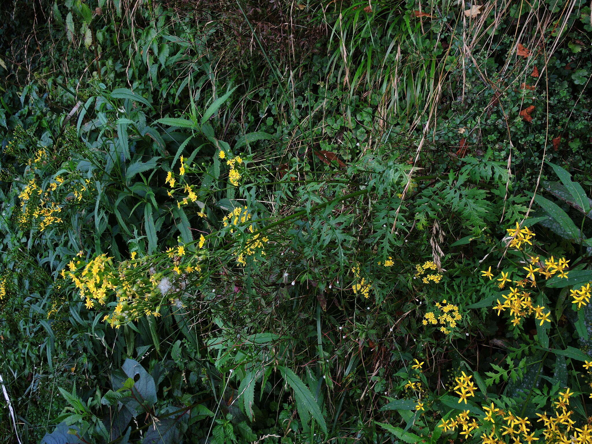 صورة Nemosenecio formosanus (Kitam.) B. Nord.