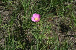 Image of prairie rose