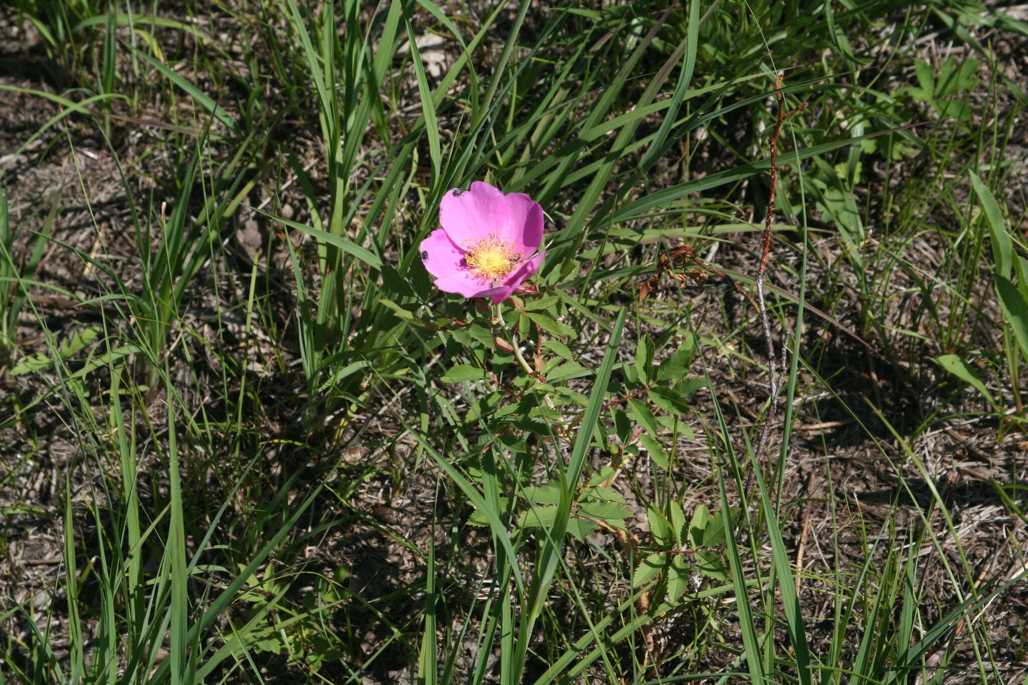 Image of prairie rose