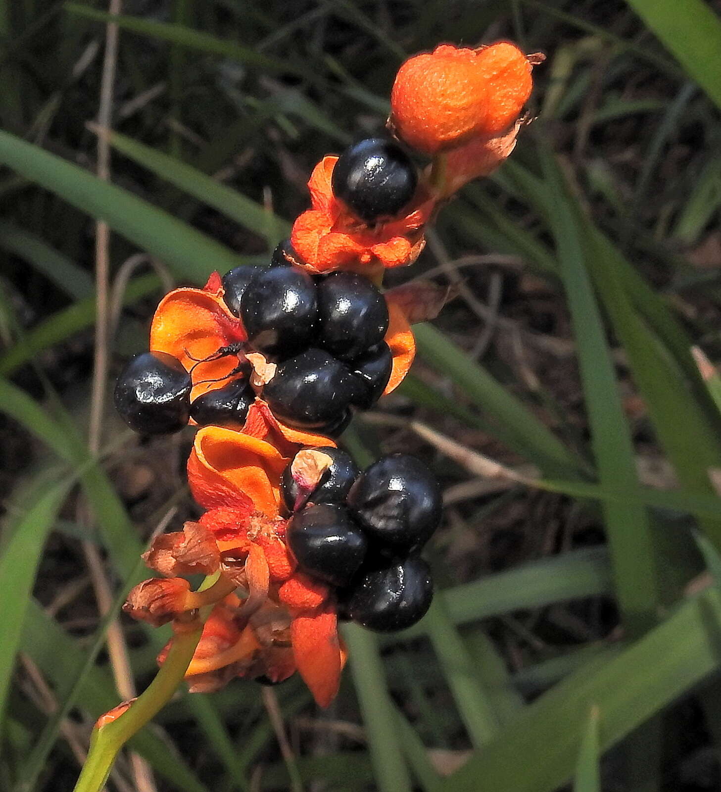 Imagem de Crocosmia aurea (Pappe ex Hook.) Planch.