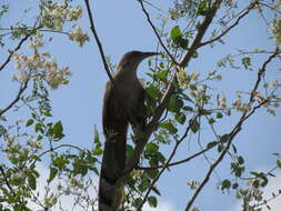 Image of Cuban Lizard-cuckoo