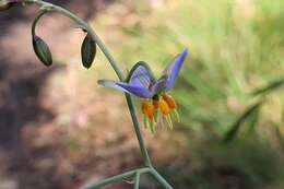 Image of Dianella amoena G. W. Carr & P. F. Horsfall