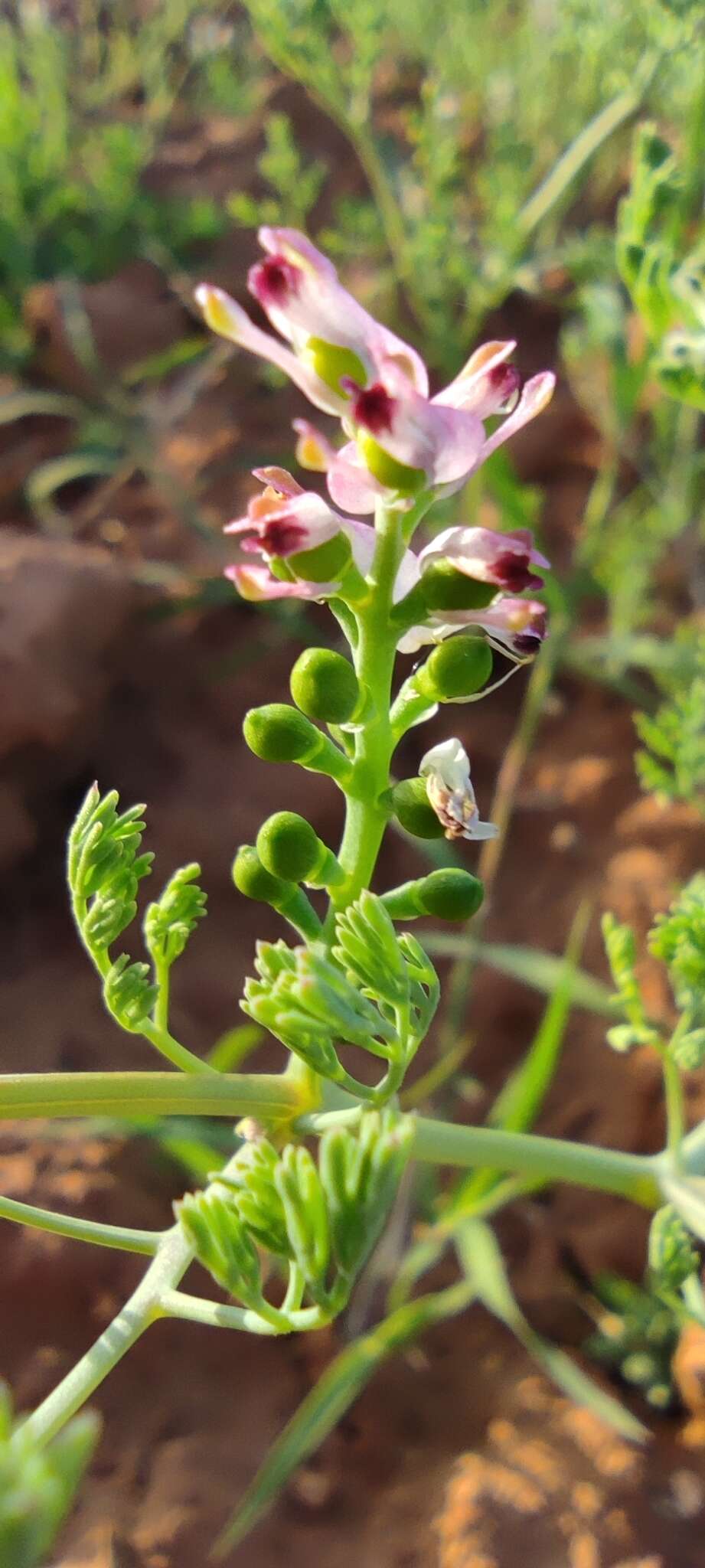 Image of fineleaf fumitory