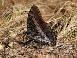 صورة Charaxes pelias