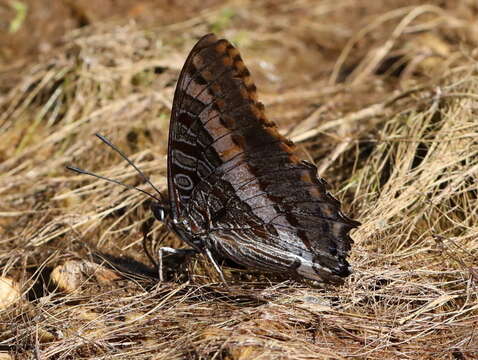 Charaxes pelias的圖片