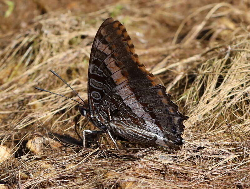 Imagem de Charaxes pelias