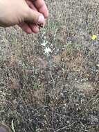 Image of narrowleaf soap plant