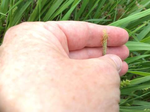 Image of eastern woodland sedge