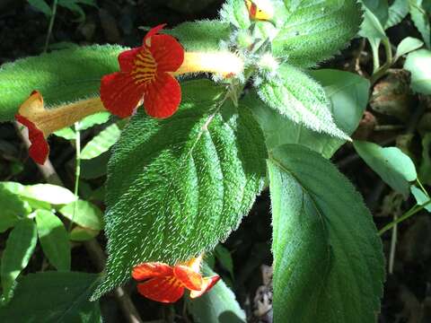 Image of Achimenes antirrhina (DC.) C. V. Morton